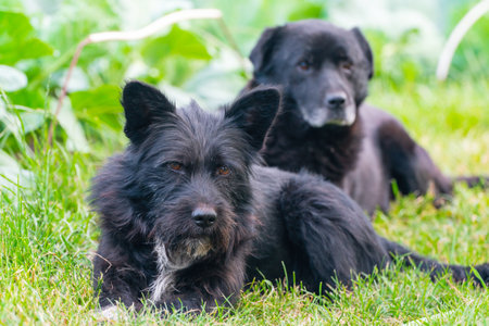 Two black dogs are lying in the green grass.