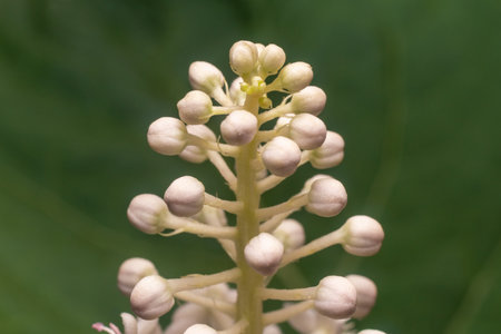Close-up of Phytolacca acinosa berry laconos flower on the background of a green leaf.の写真素材