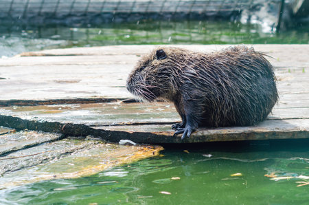 A wet nutria sits on boards near a pond.の写真素材