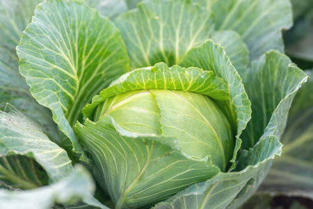 Young cabbage growing in an agricultural field.