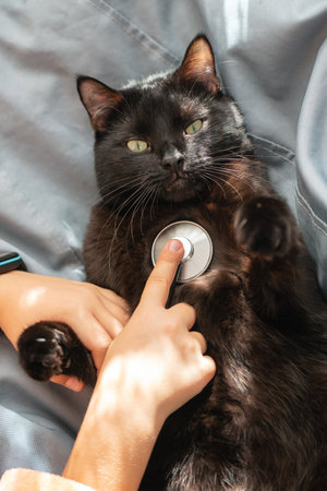 Black cat lying on bed while child uses stethoscope for playful veterinary examination.の写真素材