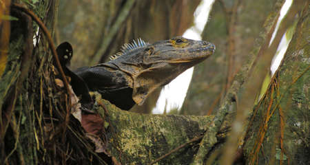 Iguana on the tree. Close-up