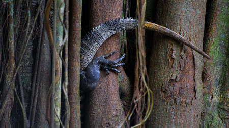 Iguana hiding in the branchesの写真素材