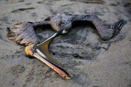 A dead Pelican on the sandの写真素材