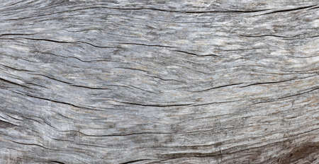 Old wood texture background. Wooden texture. Nature material backgroundの写真素材
