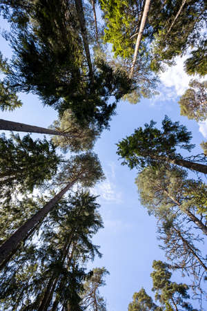 The sky with the treetops. View from ground level. Beautiful nature. Blue sky with clouds.の写真素材