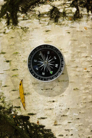 Compass for travel and hiking on tree outdoorの写真素材