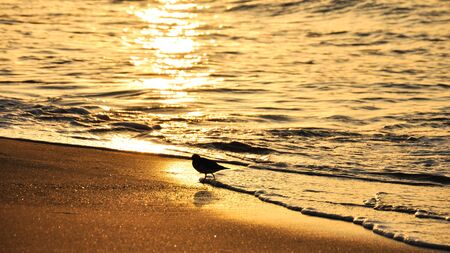 A bird runs along the beach along the edge of the water during sunriseの写真素材