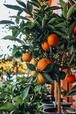 Close-up of oranges in Menton, southern Franceの写真素材