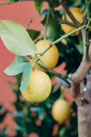 Close-up of lemons in Menton, southern Franceの写真素材