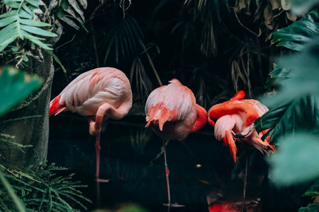 Pink flamingos stand in the water among the leaves