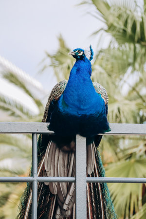 A bright blue peacock on the fence of a park in Nice, southern Franceの写真素材