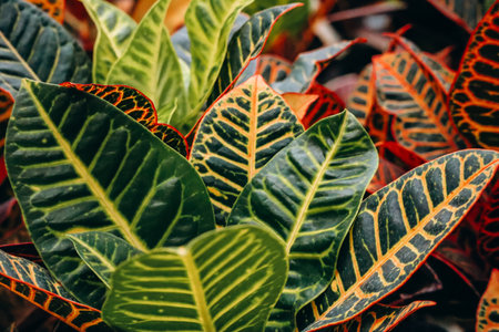 Croton, an extensive plant genus in the spurge family, Euphorbiaceae