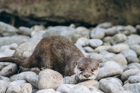 An otter is hiding something in the ground, in the park in Niceの写真素材