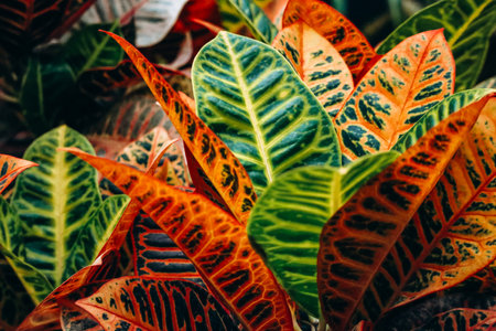 Croton, an extensive plant genus in the spurge family, Euphorbiaceaeの写真素材