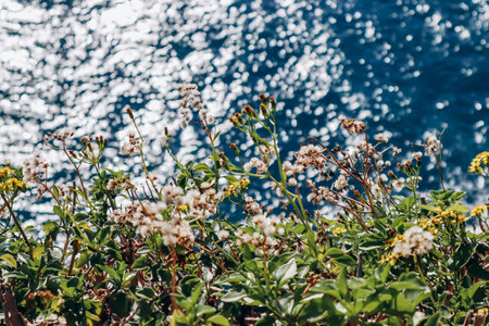 Silhouette of small flowers against the backdrop of the Mediterranean Sea, in Monacoの写真素材