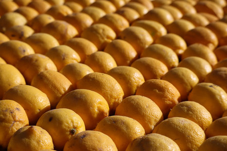 Lemons and oranges in Menton, France