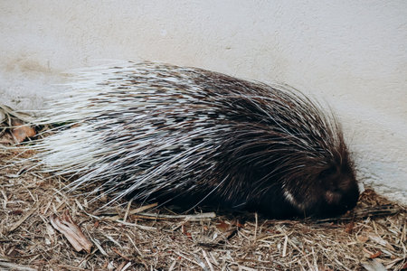 Old porcupine in Phoenix Park in Niceの写真素材