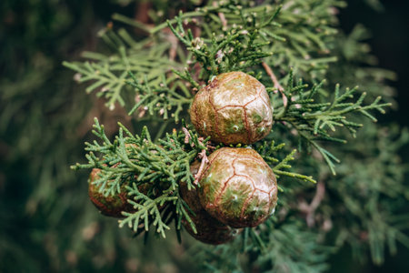 Cones of Cupressus sempervirens (Mediterranean cypress), in the South of Franceの写真素材