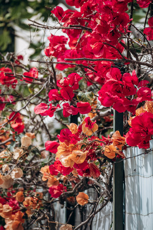 Bougainvillea blooming in summer in Niceの写真素材