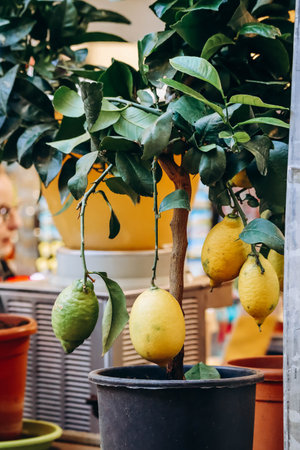 Close-up of lemons in Menton, southern Franceの写真素材