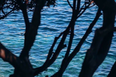 The Mediterranean Sea seen behind the unfocused tree trunks, on the French Rivieraの写真素材