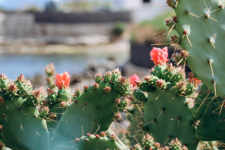 Prickly pear (Opuntia) that grows and blooms on the French Riviera, with the sea in the backgroundの写真素材