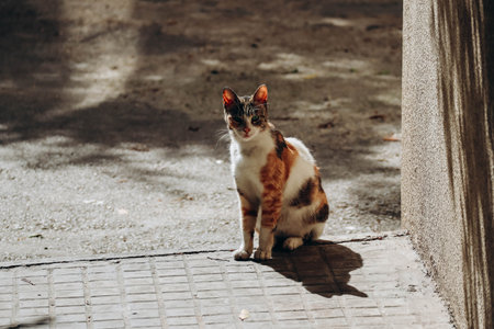 Multicolored stray cat on the street of Beirutの写真素材