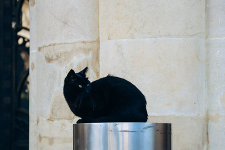 Black street cat in Beirut, Lebanonの写真素材
