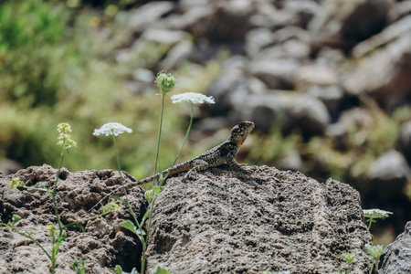 Large lizard on a rock on a sunny day, in Byblos, Lebanonの写真素材