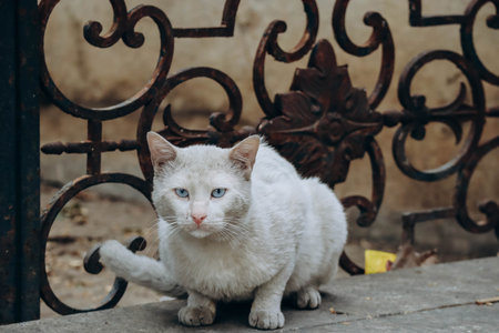 White stray cat in Beirut, Lebanonの写真素材