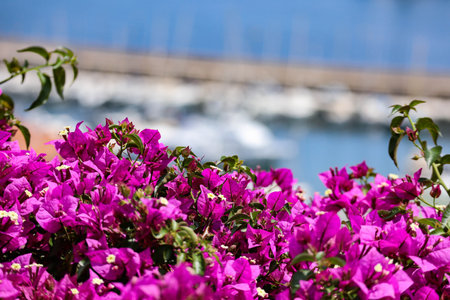Bougainvillea in the foreground and the Port of Villefranche sur Mer in the background out of focusの写真素材