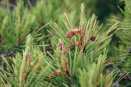 Close-up of pine branches and young cones on the peninsula of Saint Jean Cap Ferratの写真素材