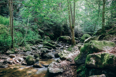 Forest and stream in the Ceyrat area, near Clermont Ferrandの写真素材