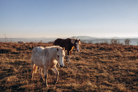 Horses on Plateau de Gergovie near Clermont-Ferrand at winter sunset
