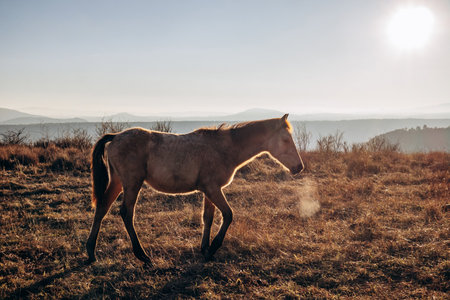 Horses on Plateau de Gergovie near Clermont-Ferrand at winter sunsetの写真素材