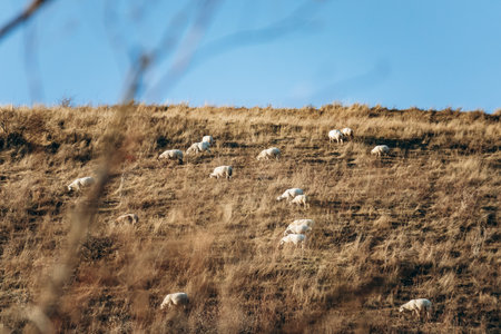Sheep grazing on Plateau de Gergovie near Clermont-Ferrand at winter sunset