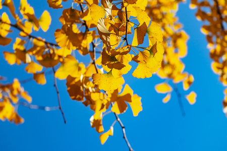 Bright Yellow Ginkgo Leaves in Portoの写真素材