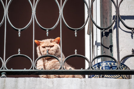 A cat basking in the sun on a balcony in central Lisbonの写真素材