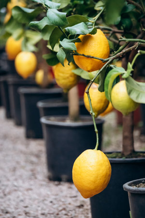 Citrus trees in pots for sale in Menton, showcasing vibrant fruits and lush greenery in the southern French marketの写真素材