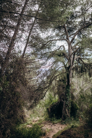 View of the forest in the mountains above Menton, on the France-Italy border, with the local...