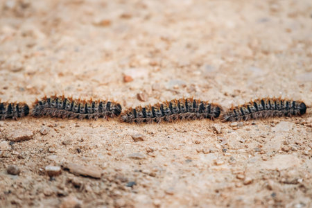 Processionary caterpillars moving in a line on sandy groundの写真素材