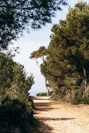 Sunlit pine forest path on Sainte-Marguerite Islandの写真素材