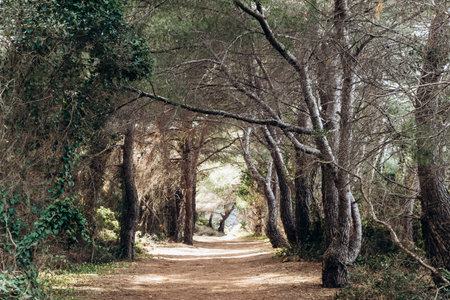 Sunlit pine forest path on Sainte-Marguerite Island
