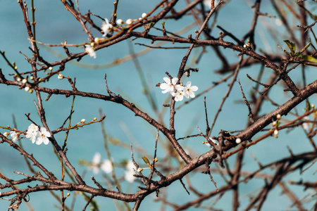 Spring blossom on tree branches against turquoise sea on Sainte-Marguerite Islandの写真素材