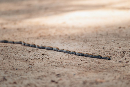 Processionary caterpillars moving in a line on sandy ground
