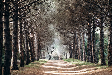 Sunlit pine forest path on Sainte-Marguerite Island