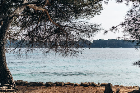 Scenic coastal landscapes of Sainte-Marguerite Island with pine trees, rocky shore, and turquoise sea.の写真素材