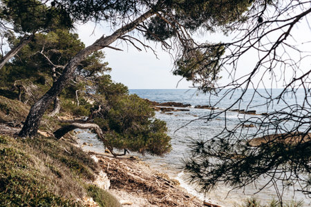 Scenic coastal landscapes of Sainte-Marguerite Island with pine trees, rocky shore, and turquoise sea.の写真素材