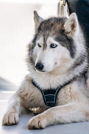 Siberian Husky dog relaxing indoors in sunlight.の写真素材